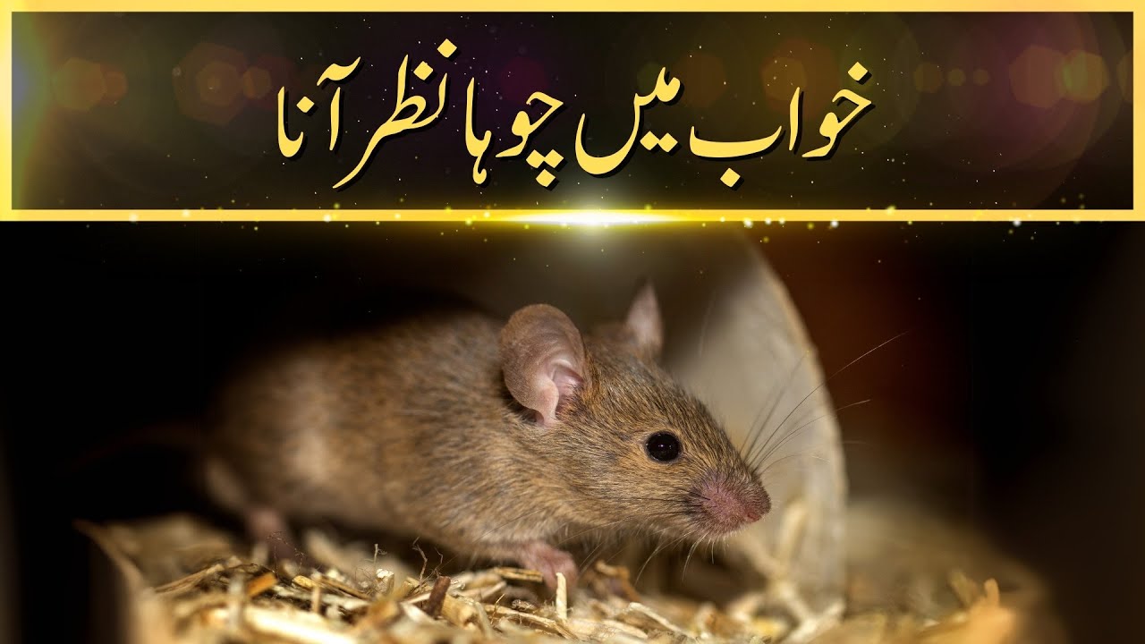 Khwab Mein Chuha (mouse) Nazar Ana | Khwabon Ki Tabeerein